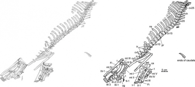 코리아케라톱스 화성엔시스의 해부학적 설명자료. /사진제공=문화재청