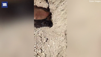 튀르키예에서 한 수의사가 산사태로 흙속에 파묻힌 어미개와 강아지들을 구조했다. 데일리메일 캡처