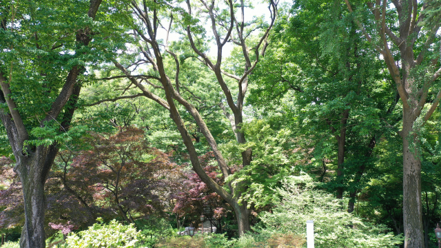 천연기념물로 지정예고 된 청와대 녹지원의 회화나무 /사진제공=문화재청