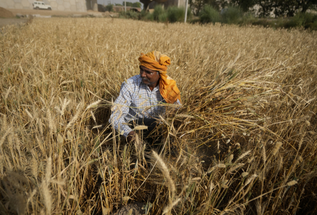 지난 4월 인도 북서부의 잠무에서 한 농부가 밀을 수확하고 있다. AP연합뉴스