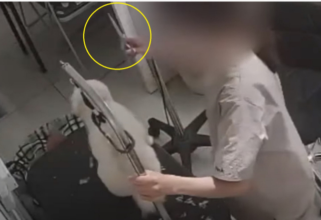 한 애견 미용사가 미용 가위로 강아지를 때리는 모습이 애견 미용실 내부 CCTV에 포착됐다. SBS 캡처