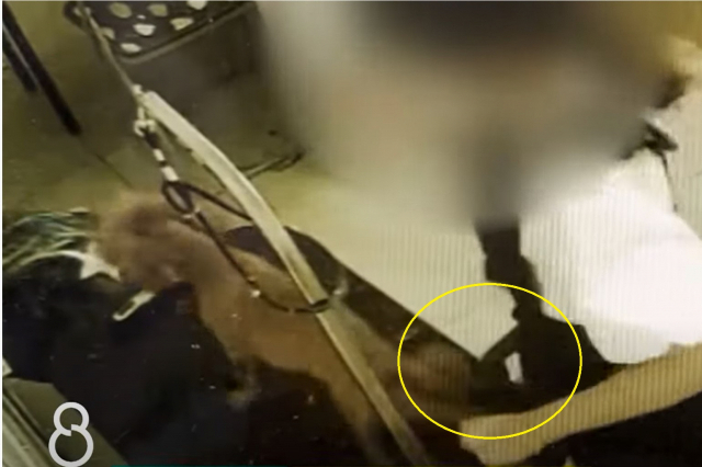 한 애견 미용사가 강아지 뒷다리를 잡아당기는 등 학대하는 모습이 애견 미용실 내부 CCTV에 포착됐다. SBS 캡처