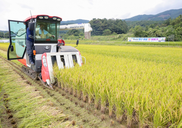 쌀값 급락에…정부 비축미 45만톤 사들인다