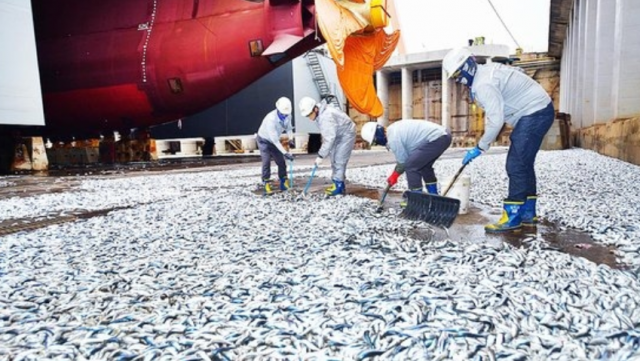 현대중공업 임직원들이 독에서 쏟아진 물고기 떼를 쓸고 있다. 사진제공=현대중공업