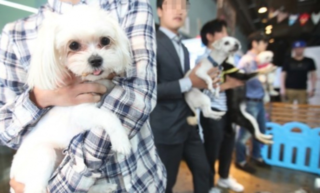 반려동물 강아지. 연합뉴스