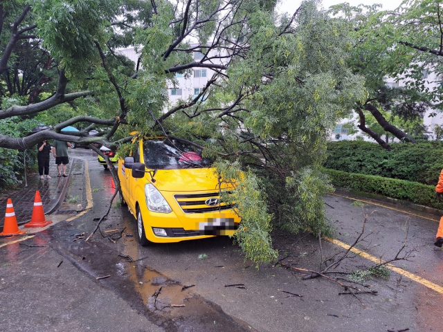 지난 5일 오후 2시께 인천시 연수구 동춘동 한 아파트 인근 도로에서 나무가 강풍에 쓰러져 학원 차량 위를 덮쳤다. 사진제공=인천소방본부