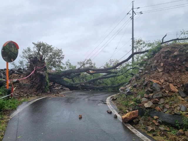 사적인 포항 장기읍성 주변 당나무 한 그루가 태풍 힌남노로 인한 비바람에 뿌리째 뽑혔다. /사진제공=문화재청