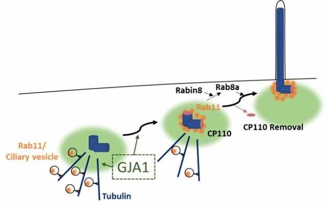 GJA1 단백질의 작용 기전. 섬모의 미세소관이 자라나기 전 섬모 기저부로 Rab11 단백질이 모인 후, 일련의 과정을 통해 섬모 기저부의 뚜껑 역할을 하는 CP110 단백질이 제거돼야 섬모의 미세소관이 자라나게 된다. GJA1 단백질은 Rab11의 섬모 기저부로 이동을 조절함으로써 섬모 형성 과정에 참여한다. 그림제공=유니스트