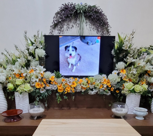 비글구조네트워크가 주인의 목숨을 구해줬지만 크게 다치자 병원비가 많이 나온다는 이유로 보신탕 집에 인계된 '복순이'의 장례를 치르고 있다. 비구협 SNS 캡처