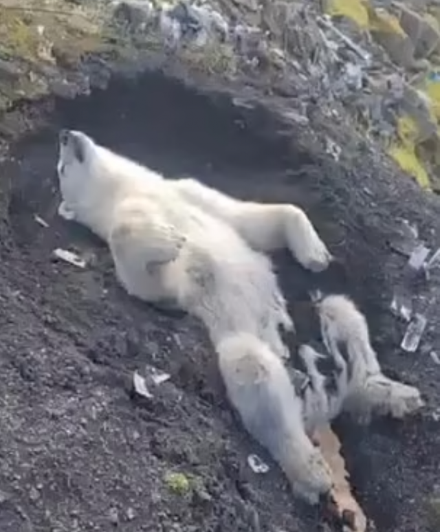 러시아 시베리아의 딕슨 섬에서 북극곰이 총에 맞아 탈진한 채 발견됐다. 구조 당시 도랑에 빠진 북극곰을 촬영한 사진. 데일리메일 캡처