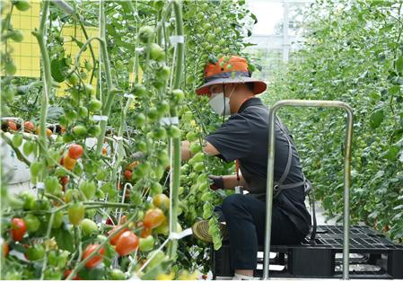 발달장애 청년이 푸르메소셜팜에서 과일을 재배하고 있다. 사진제공=한국조폐공사