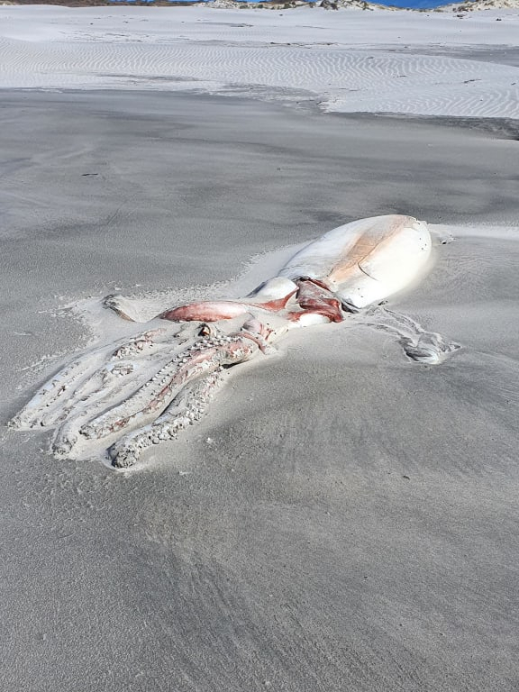 '커다란  털뭉치인줄'…해변서 발견된 4m 사체 정체는