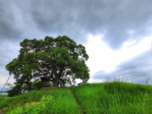 '우영우 팽나무'로 유명세를 탄 창원 북부리 팽나무가 오는 10월 7일 천연기념물로 지정된다. /사진제공=문화재청
