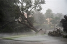 28일(현지시간) 미국 플로리다주 사라소타에서 허리케인 ‘이언’의 강풍을 이기지 못한 나무가 뿌리째 뽑혀 있다. AFP연합뉴스
