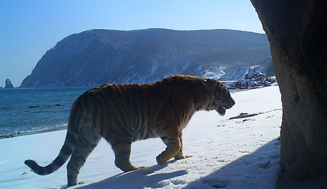 박수용 감독이 카메라에 담은 한국 호랑이의 모습. 사진 제공=삼성물산 리조트부문
