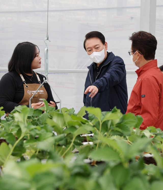 윤석열 대통령이 5일 오전 경북 상주시 스마트팜 혁신밸리를 방문, 이철우 경북도지사와 함께 딸기 온실을 살펴보고 있다. /연합뉴스