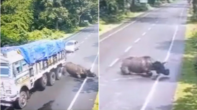 인도 카지랑가 국립공원의 한 도로를 지나던 인도코뿔소가 트럭을 들이받은 뒤 튕겨나갔다. 인디아투데이 캡처
