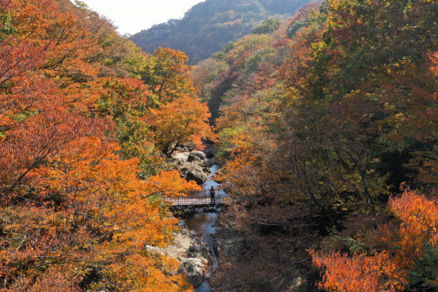 23일 전남 구례군 토지면 지리산 피아골에서 가을이 깊어지며 단풍이 붉게 물들고 있다. 연합뉴스