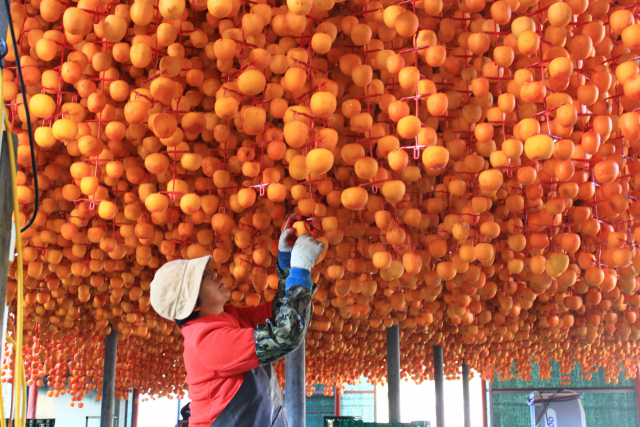 농민이 25일 충북 영동군 영동읍의 농장에서 올해 수확한 감을 곶감 걸이에 매달고 있다. 영동=연합뉴스