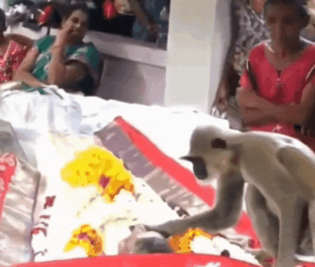 자신을 돌봐준 남성의 장례식을 찾은 원숭이가 고인의 얼굴을 만지고 입을 맞추며 애도를 표하고 있다. 트위터 캡처