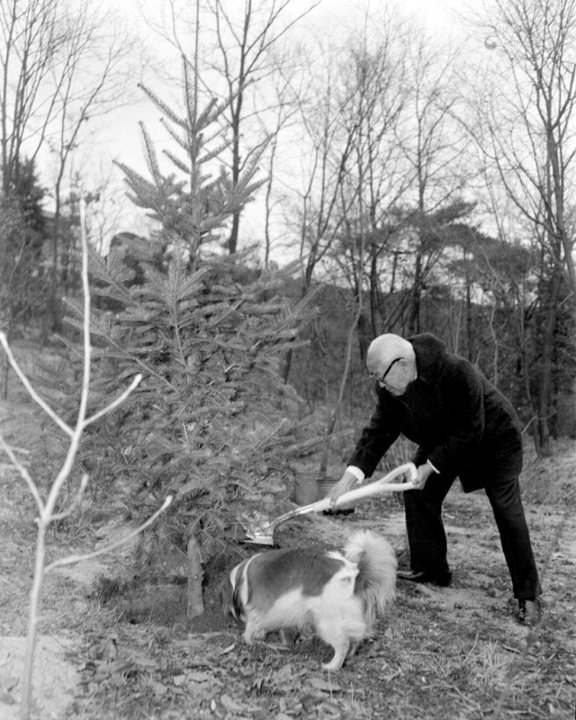 1960년 당시 이승만 대통령이 청와대 경내에 기념식수 한 전나무는 현재 70세 수령의 거목으로 자랐다. /사진제공=국가기록원