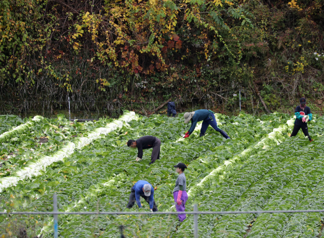 외국인 노동자들이 지난 3일 강원 홍천군 내면 배추밭에서 배추를 수확하고 있다. 홍천=연합뉴스