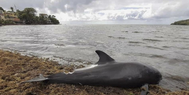 해안가에서 발견된 돌고래 사체. EPA 연합뉴스