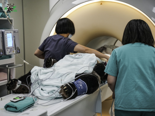 지난 22일 자기공명영상(MRI) 검사를 받고 있는 판다 퇀퇀. 타이베이 동물원 제공