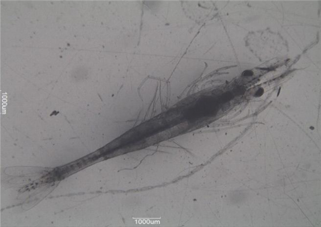 보리새우 유생(post larva)./사진제공=부산시 수산자원연구소