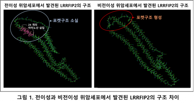 전이성이 있는 위암 세포와 그렇지 않은 위암 세포에서 발현된 LRRFIP2 단백질 구조. 이미지제공=메드팩토