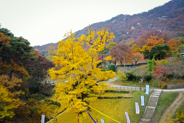 충북 영동군 양산면 소재 영국사의 은행나무가 황금빛으로 물들었다. 천연기념물(제223호)인 이 은행나무는 높이가 31.5m에 달하고, 수령이 1천년을 넘은 것으로 알려졌다. 영동군 제공, 연합뉴스