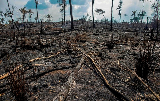 벌채된 아마존 삼림의 일부 모습. AFP 연합뉴스