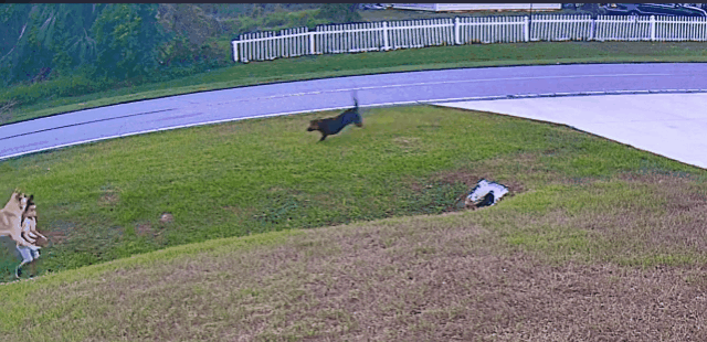 지난 8일 미 플로리다의 한 가정집에서 갑작스럽게 달려든 이웃집 개를 반려견 '탱크'가 막아서고 있다. 틱톡 갈무리
