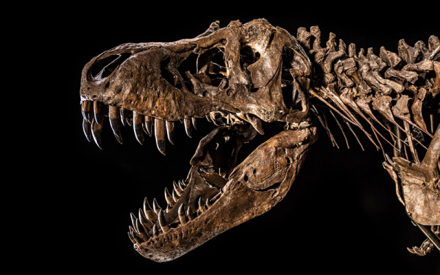 크리스티가 공개한 티라노사우루스 렉스 ‘셴’의 화석 견본 사진. 크리스티 홈페이지