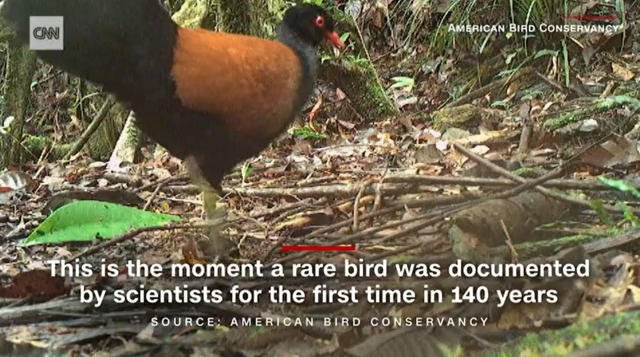 140년 동안 관측되지 않아 멸종한 것으로 추정됐던 검은깃 꿩비둘기가 파푸아뉴기니의 숲에서 발견됐다. CNN 뉴스 캡처