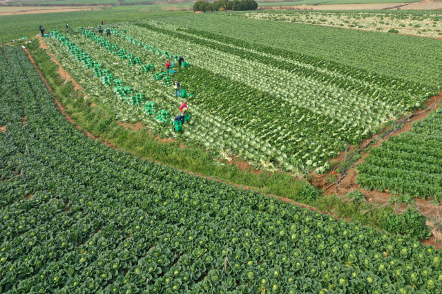 지난 21일 전남 해남군 문내면 석교리의 한 배추밭에서 농민들이 배추를 수확하고 있다. / 연합뉴스