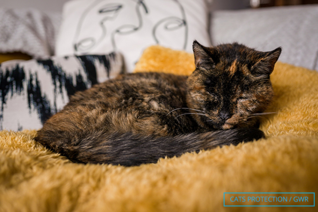 세계 최장수 고양이 ‘플로시’. 기네스북 세계기록 홈페이지