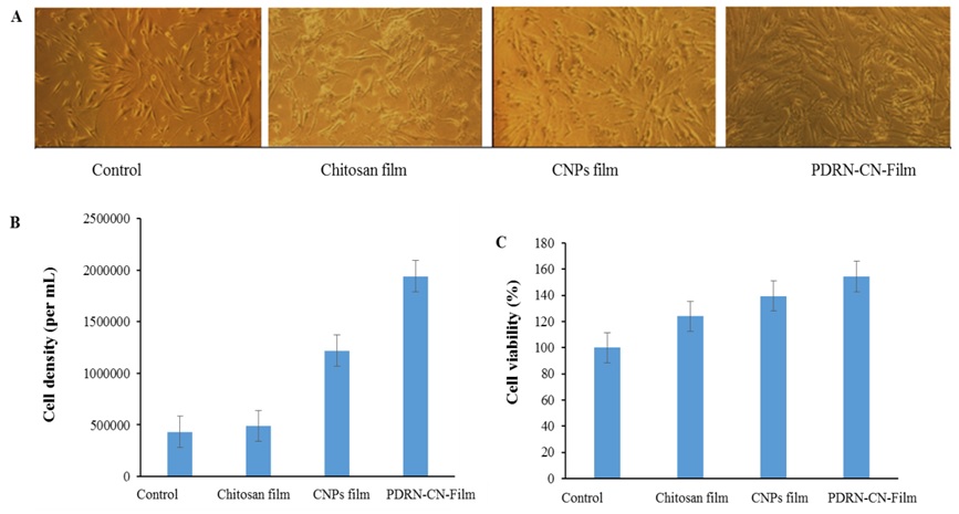 <사진설명> 인간 진피 섬유아세포를 키토산 필름(Chitosan film), 키토산 나노필름(CNP film), PDRN 함유 키토산 나노필름 (PDRN-CN-film)에 48시간 동안 노출 후 밀도(B)와 세포 생존능력(C) 측정 결과, PDRN을 함유한 키토산 나노필름의 경우 두 가지 모두 높은 수치를 나타냄