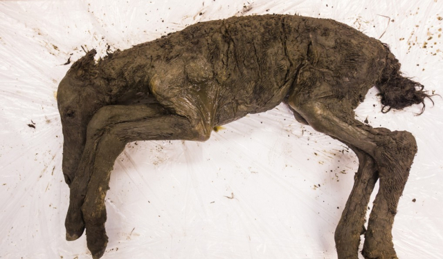 동토에서 발견된 4만년 전 새끼 당나귀. EPA 연합뉴스