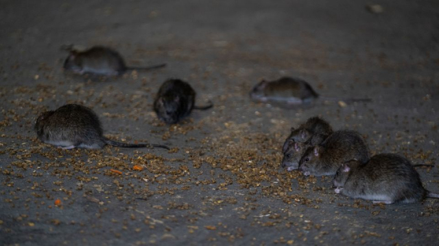 지난 10월 19일 뉴욕시의 한 거리에 쥐들이 떼지어 모여 있다.