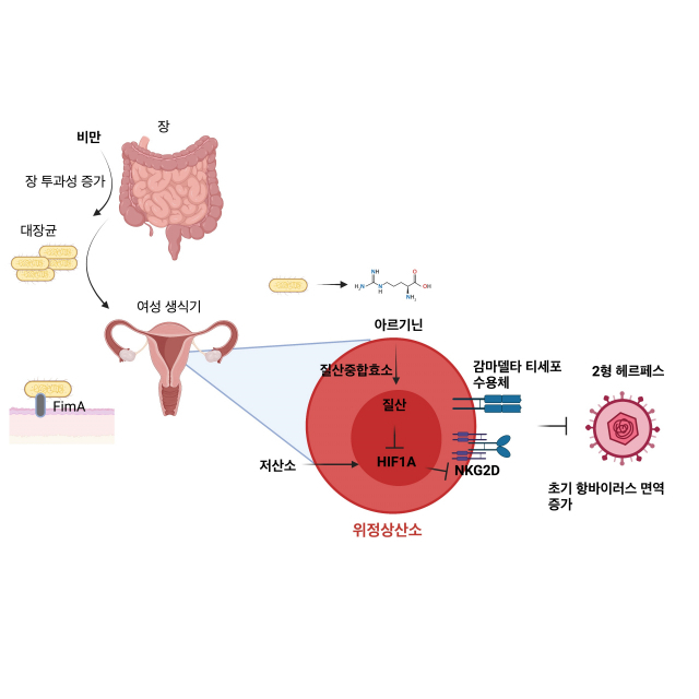 비만 시 질내 공생미생물과 감마델타 T세포 상호 작용을 통한 항헤르페스 면역반응 강화 메커니즘. 사진제공=KAIST