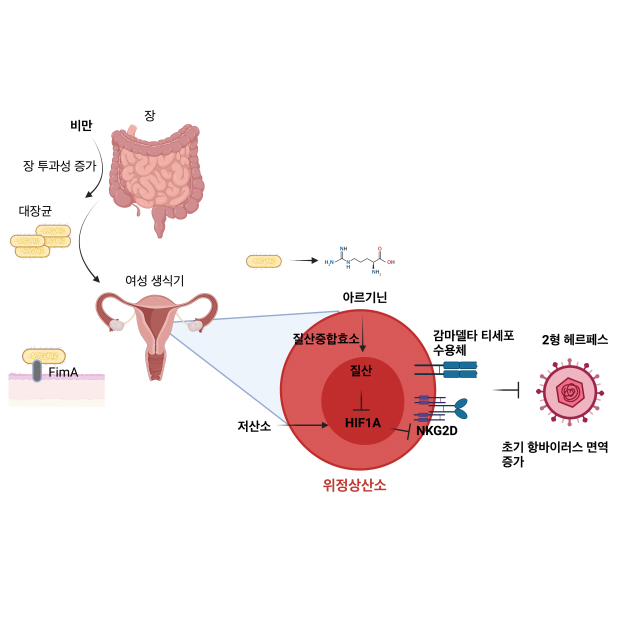 비만 여성이 성병 '헤르페스' 저항력 높다