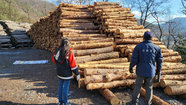산림청 직원들이 소나무 취급업체를 찾아 소나무재선충병 감염목을 무단 이동을 단속하고 있다. 사진제공=산림청
