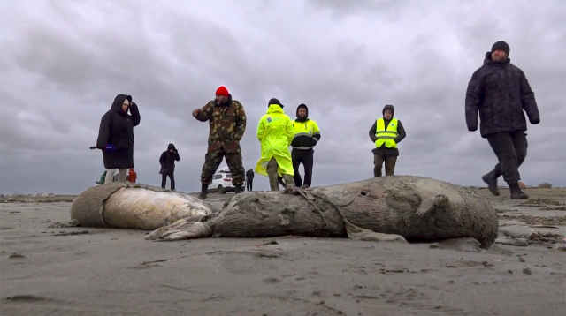 러시아 남부 카스피해 연안에서 발견된 2000마리의 바다표범 사체. AP연합뉴스