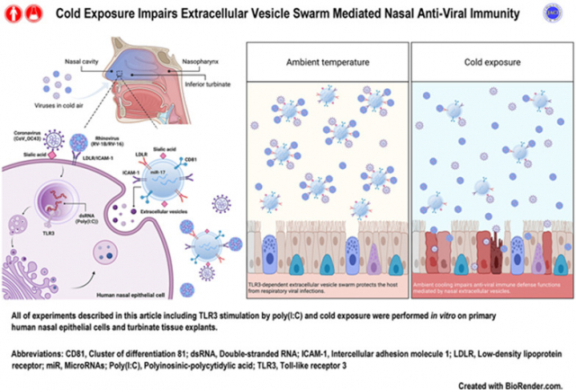 연구 'Cold exposure impairs extracellular vesicle swarm?mediated nasal antiviral immunity' 갈무리