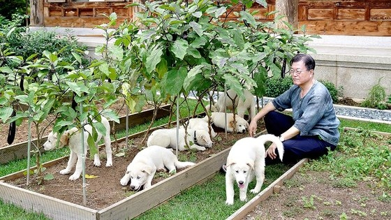 문재인 전 대통령이 지난해 청와대에서 풍산개를 돌보는 모습. 연합뉴스