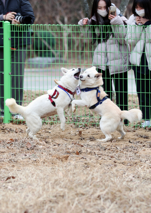 12일 오전 광주 북구 오치동물원에서 문재인 전 대통령이 기르던 풍산개 곰이와 송강이 놀이를 하고 있다. 동물원 측의 실수로 이름표가 바뀐 상태다. 광주시는 지난 9일 대통령기록관으로부터 대여 형식으로 곰이와 송강을 넘겨받아 사육을 시작했다. 연합뉴스