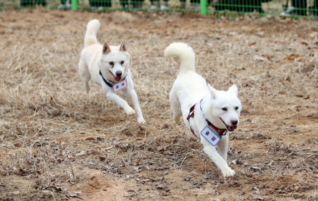 12일 오전 광주 북구 오치동물원에서 문재인 전 대통령이 기르던 풍산개 곰이와 송강이 놀이를 하고 있다. 동물원 측의 실수로 이름표가 바뀐 상태다. 광주시는 지난 9일 대통령기록관으로부터 대여 형식으로 곰이와 송강을 넘겨받아 사육을 시작했다. 연합뉴스