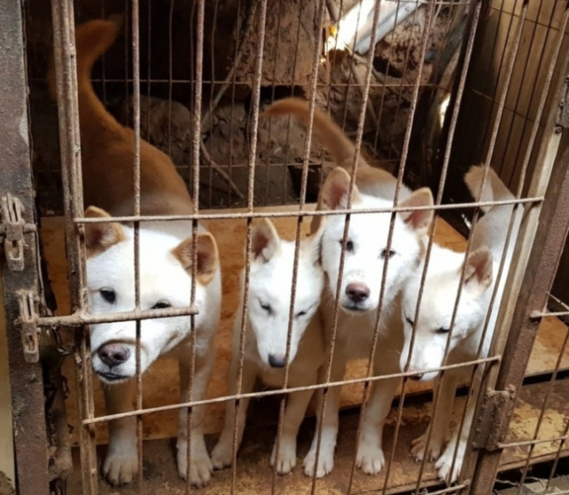 12일 오후 광주 북구 한 폐쇄를 앞둔 개농장에서 입양되지 못한 개들이 철장에 갇혀있다. 사진=광주시 동물보호소 제공