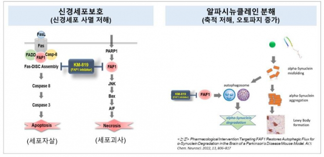 파킨슨병 치료후보물질 'KM-819'의 작용기전 사진 제공=카이노스메드